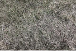 Photo Texture of Grass Dead 0013